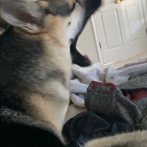 Meet your Posher, William